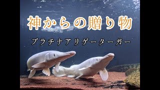 神からの贈り物　プラチナアリゲーターガー