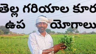 తెల్ల గరియాల కూర/వ్యవసాయ పనులు