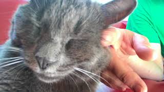 PURRING PUSSY