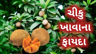 ચીકુ ખાવાના ફાયદા || chiku khavana fayda || chickoo health benefits