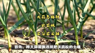 大蒜怎样种，出苗快，苗匀苗又壮