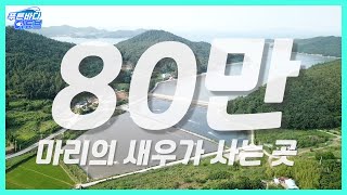 곧 여러분이 드실 새우! 이렇게 키웁니다 [남튜버]