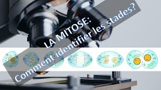 LA MITOSE: COMMENT OBSERVER LA DIVISION CELLULAIRE SOUS LE MICROSCOPE?