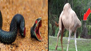 Cheat Death | Animals That Can Cheat Death| Immortal | Wildlife Photograph