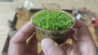 教大家北方如何露養苔蘚Teach everyone how to raise moss in the open air in the north