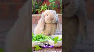 Detrás de su cara adorable hay muchas travesuras! Mini Lop #shorts #bunny #pets