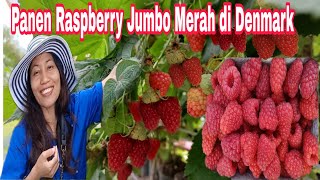 Panen Raspberry Jumbo Merah di Denmark