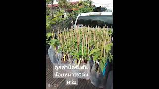 สนใจต้นพันธุ์น้อยหน่าติดต่อเบอร์096-3671696ครับ