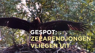 Jonge zeearenden vliegen uit