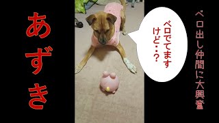 【超ビビリの元保護犬あずき】あずきウサギを狩る！　#室内フリー #dog #猟 #保護犬