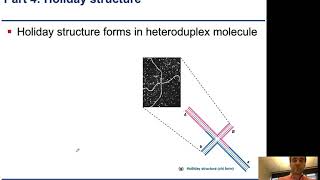 Chapter11 - 5 - DNA Recombination