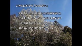 いきものがかり「SAKURA」 インスト キー+2