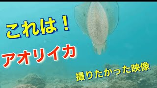 水中ドローンでイカの撮影...と言いたいところ、あいにくの天候