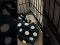 shorts ねこねこニャーゴ❤️ ミルクボランティア ミルボラ 保護猫 子猫 猫との生活 ねこ