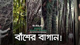 ৩২ প্রজাতির বাঁশ পাওয়া যায় যে বাগানে