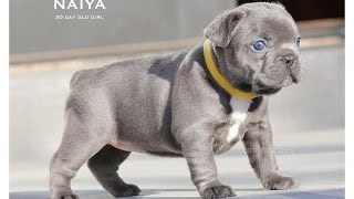 Introducing Naiya The Blue Frenchie!