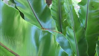 沖縄のトンボ　リュウキュウベニイトトンボ