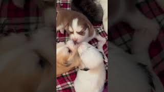 Wow 🥰🐶 #trending #trendingshorts #shortvideo #shorts #short #viralvideo #viraldog #doglover