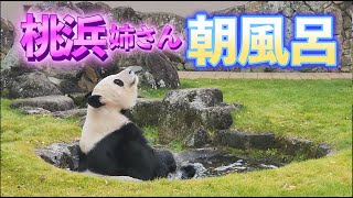 【朝風呂美パンダ♥️】ブリセン再デビューのももさん、さっそく美に磨きをかける🎵Giant Panda -Touhin-