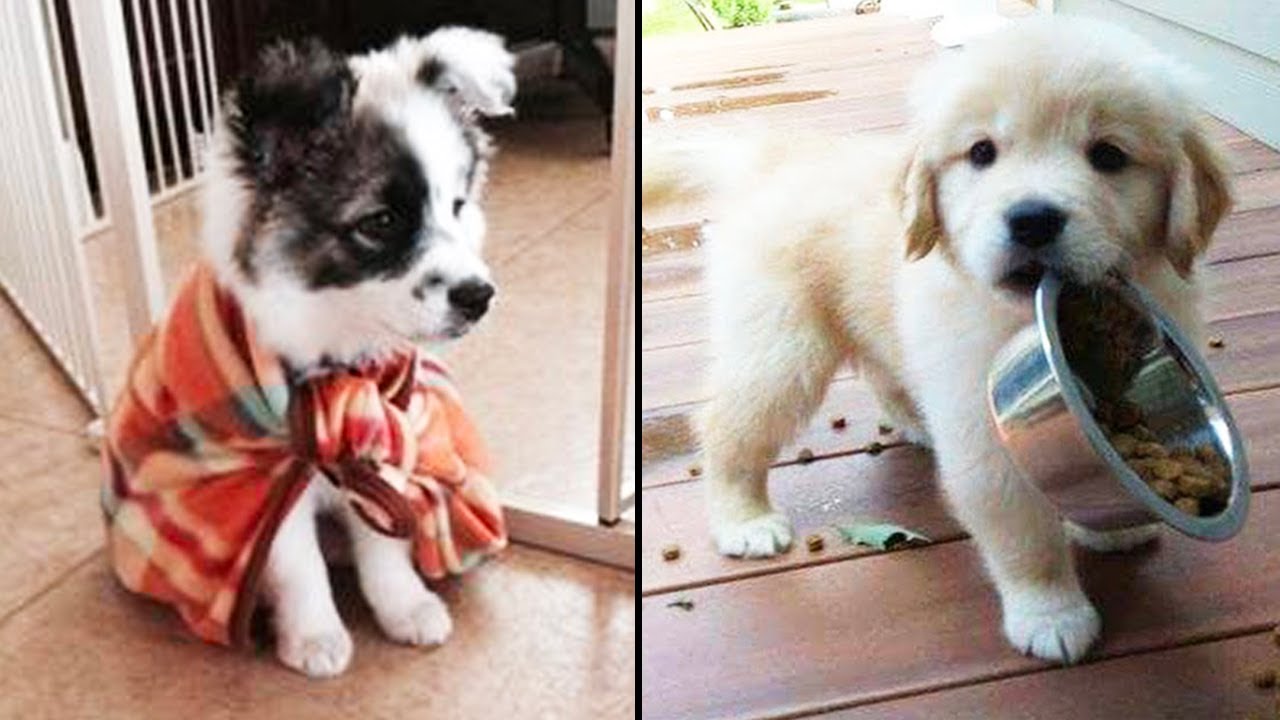 Cutest Funniest Puppies Baby Animals And Baby Dogs Awesome Funny