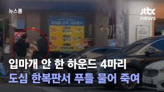 입마개 안 한 하운드 4마리…도심 한복판서 푸들 물어 죽여 / JTBC 뉴스룸