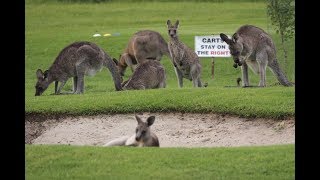 Kangaroos on Golf course