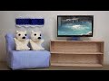 姉妹を気遣うこぐま ~polar bear twin cubs