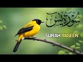 Surah Yasin(Yaseen) | Beautiful recitation in Arabic only | Beautiful Recitation | 036سورہ یٰس