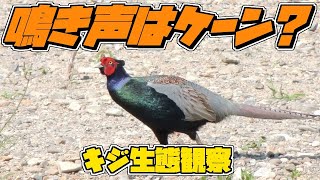 狩猟の為の雉(キジ)観察。The cry of a pheasant.