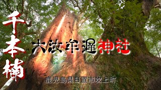 【4k】『千本楠の杜』鹿児島県日置市吹上町　大汝牟遅神社