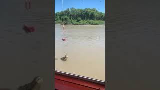 timsah #crocodile #shorts #trending #tiktok #satisfying #animals #hayvanlar