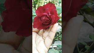 #माझ्या बागेतील सुंदर गुलाबाचे फुल🌹#rose #flowers #gulab#shortsfeed #beautiful#trending #song #hindi