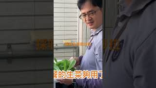 種吃剩的菜，採收生菜做沙拉#園藝#有機栽培 #健康