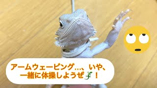 ［フトアゴヒゲトカゲ］の華麗なるアームウェービング⁉︎〜bearded dragon〜