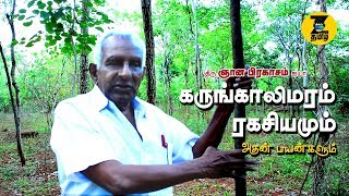 கருங்காலி மரம் ரகசிய மருத்துவமும் அதன் பயன்களும் |uses of karungali tree?