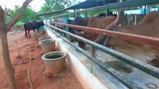 KANGAYAM SERIES: 25, Very Beautiful of Kangayam Cows Drink Water.  Part -1.