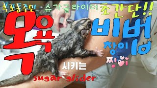 [kobo jeong] This is the easiest way to bathe a sugar glider.