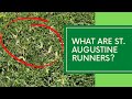 St. Augustine Runners: What are they and what to do about them?