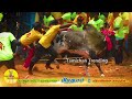 கடம்பூர் வீரா குரூப்ஸ் பிரதாப் 2 விராலிமலை களத்தில் viralimalai jallikattu kadambur prathap 2