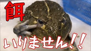 【イヤイヤ！】餌を嫌がるアフリカウシガエルのかわいい姿