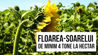 NICIO FLOAREA-SOARELUI SUB 4 TONE/HA