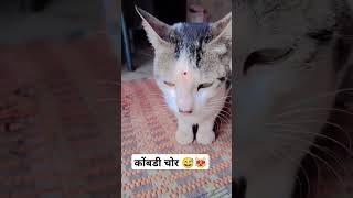 #catlover #funny #karamativlog #aniimalsdubbing #catvideos #marathidubbing #catfunny #funnycatvideos