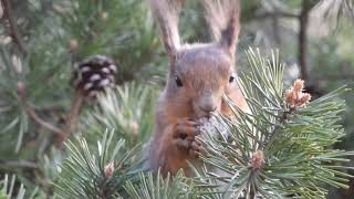 A squirrel behind my window (Orav akna taga)