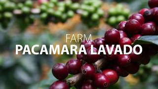 !FEST COFFEE MISSION: farm «Pacamara Lavado»