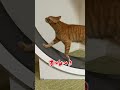 猫たちの”おしゃべり”シーンまとめww　 shorts funny 猫 吾猫