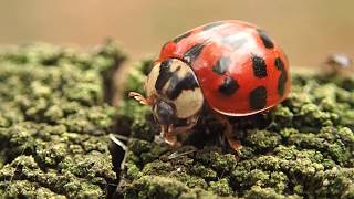 Watch a Ladybird washing itself in close up!