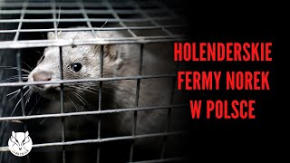 Holenderskie fermy norek w Polsce - międzynarodowe śledztwo