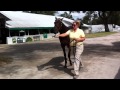 Keeneland September Yearling Sale: Hip 674 - Super Saver Filly