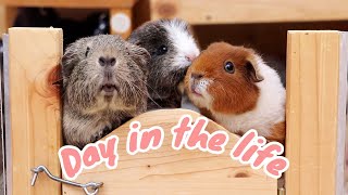 Day in the Life of Five Guinea Pigs 🐹