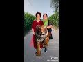 tiktok tiger riding 玉米田骑老虎 抖音合集